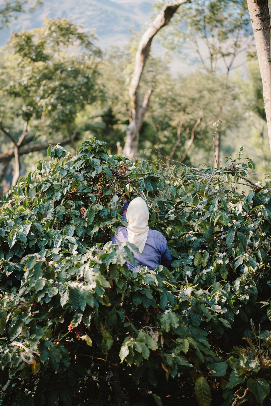 Women in coffee: The history, the gap, and the Burundi women closing it