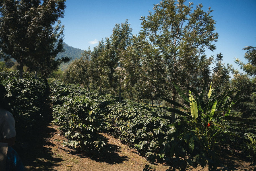 Honduras: The country between the lake and the mountain