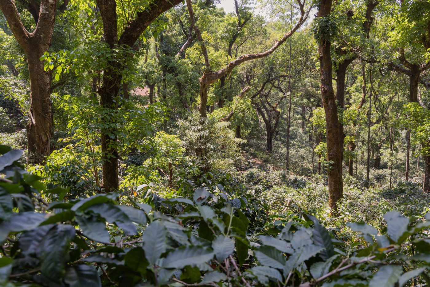 India: Where coffee began as an act of rebellion
