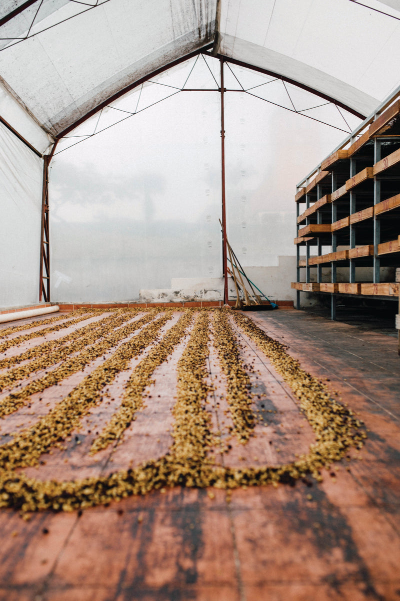 Washed, natural, or honey? The three coffee processing methods, compared