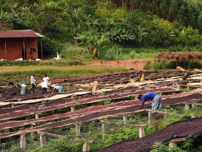 Ntwari drying bed