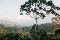 Costa Rica: Where precision meets play