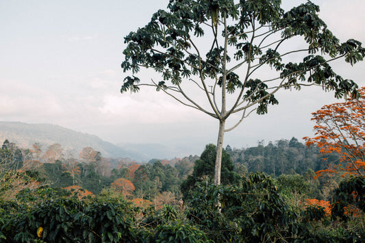 Costa Rica: Where precision meets play