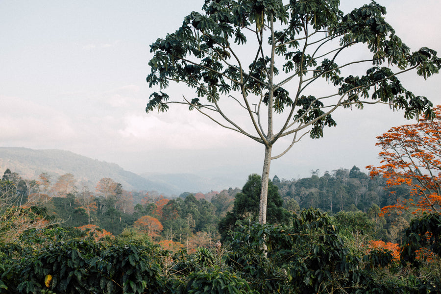 Costa Rica: Where precision meets play
