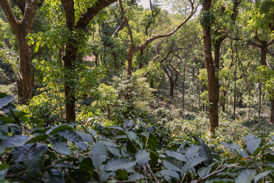 India: Where coffee began as an act of rebellion