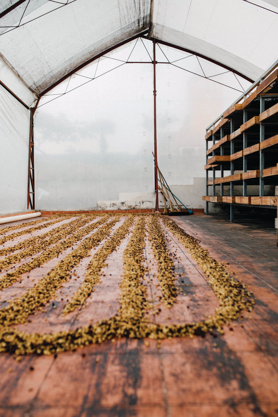Washed, natural, or honey? The three coffee processing methods, compared