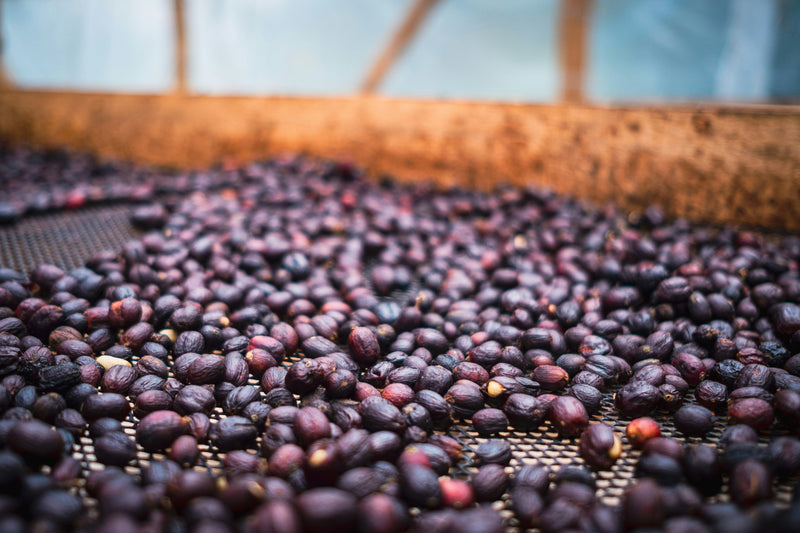 Natural process coffee: why some coffees taste like fruit