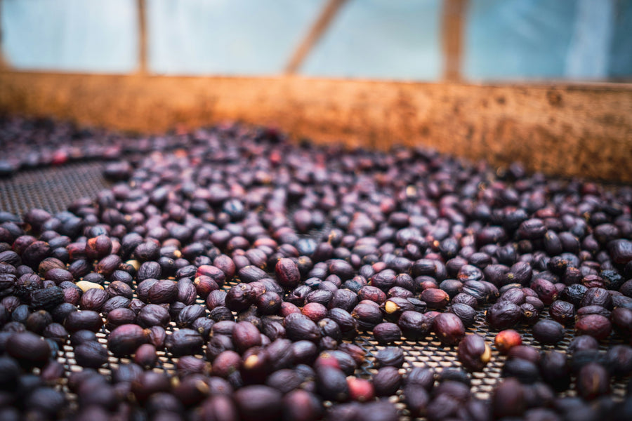 Natural process coffee: why some coffees taste like fruit