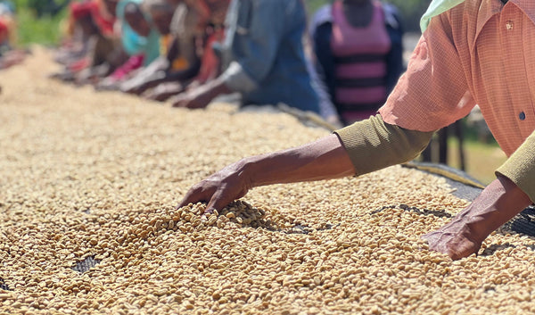 What is single-origin coffee? One farm, one cup, explained