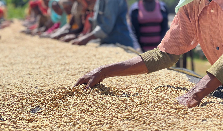 What is single-origin coffee? One farm, one cup, explained