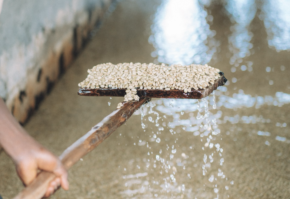What is washed coffee? The clarity-focused processing method that defines specialty coffee