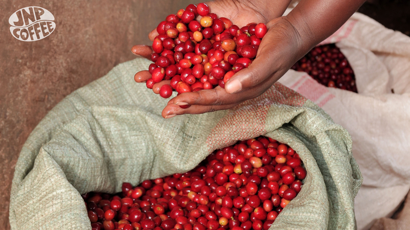 Mugano coffee cherries